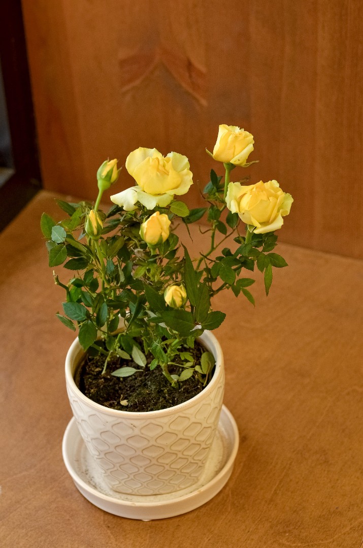 Купить Роза Кордана (микс) D10 с доставкой в Рязани | АМСТЕРДАМ - Цветы и  подарки