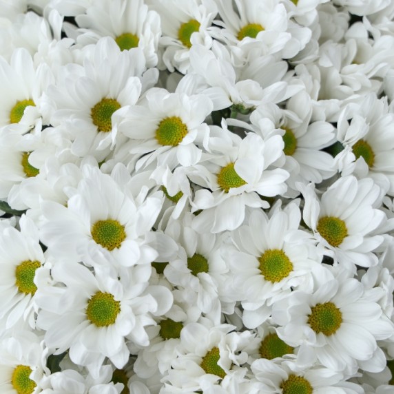 21 хризантема ромашка — фото товара