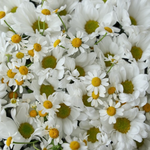 21 хризантема с ромашками — фото товара